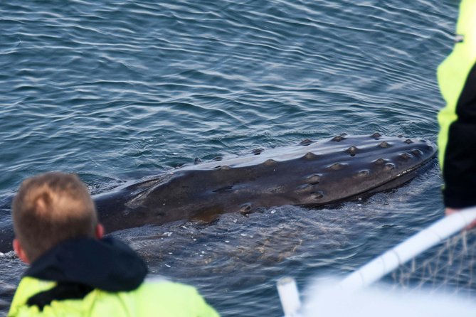 Icelandic Horse Riding and Whale Watching Tour from Reykjavik - What to wear and what to bring