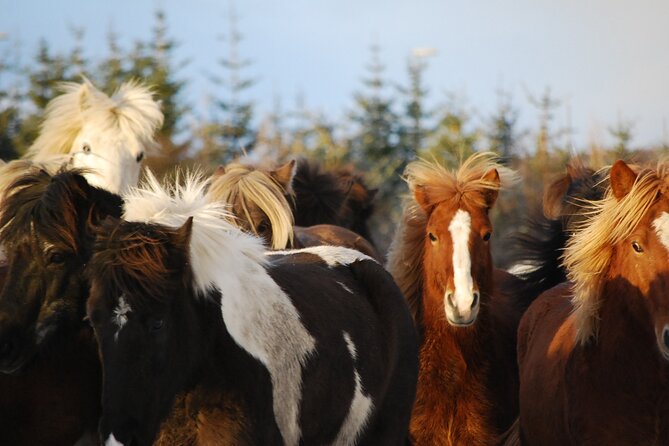 Icelandic Horse Riding and Whale Watching Tour from Reykjavik - Tölt, lava fields, and a steady pace