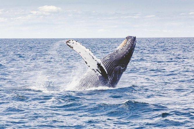 Icy Strait Shore Excursion: Whale Watching Adventure Tour - Key points to know before booking