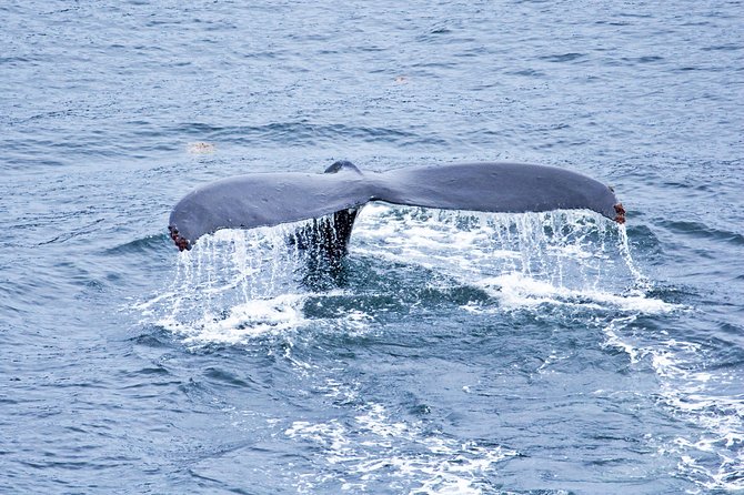 Icy Strait Shore Excursion: Whale Watching Adventure Tour - Why Hoonah is a strong place for whale watching