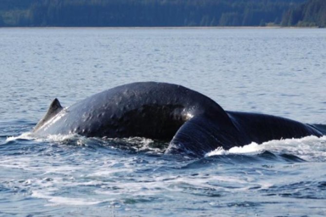 Icy Strait Shore Excursion: Whale Watching Adventure Tour - A small charter boat built for Alaska