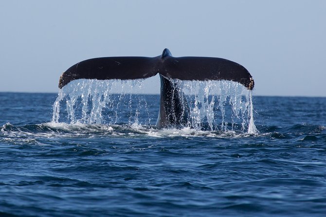 Icy Strait Shore Excursion: Whale Watching Adventure Tour - What you may see from Shaman Point to open water