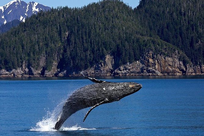 Icy Strait Shore Excursion: Whale Watching Adventure Tour - The five-minute walk from Icy Strait Point