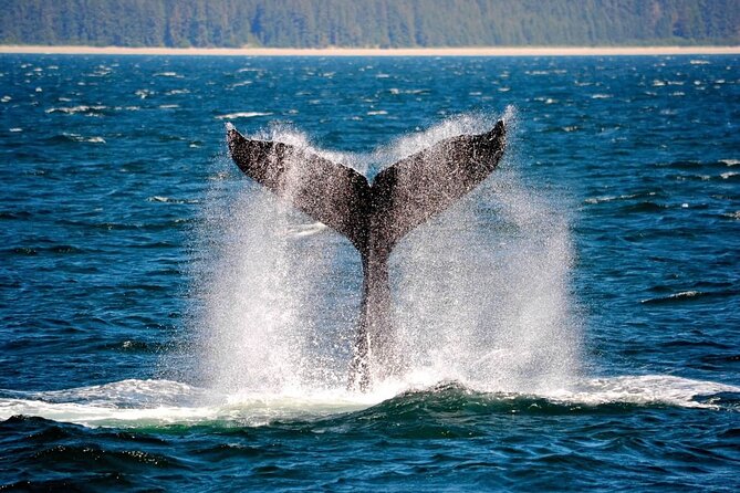Icy Strait Whale & Wildlife Endeavor - At a glance: what makes this trip different