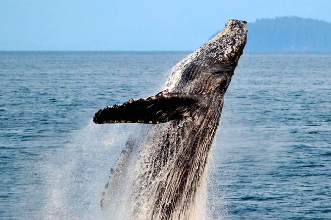 Icy Strait Whale & Wildlife Endeavor - Why six people changes the whale-watching experience