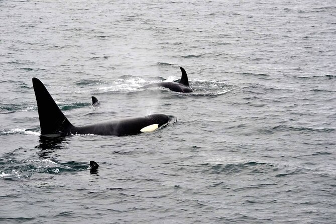 Icy Strait Whale & Wildlife Endeavor - Captain Seth’s guiding style