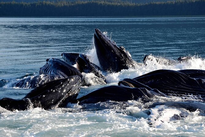 Icy Strait Whale & Wildlife Endeavor - Is $258 a fair price?