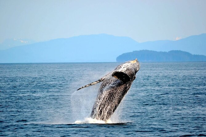 Icy Strait Whale & Wildlife Endeavor - Timing, weather, and practical details