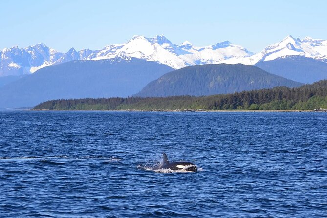 Icy Strait Whale & Wildlife Endeavor - Who should book this Icy Strait outing?