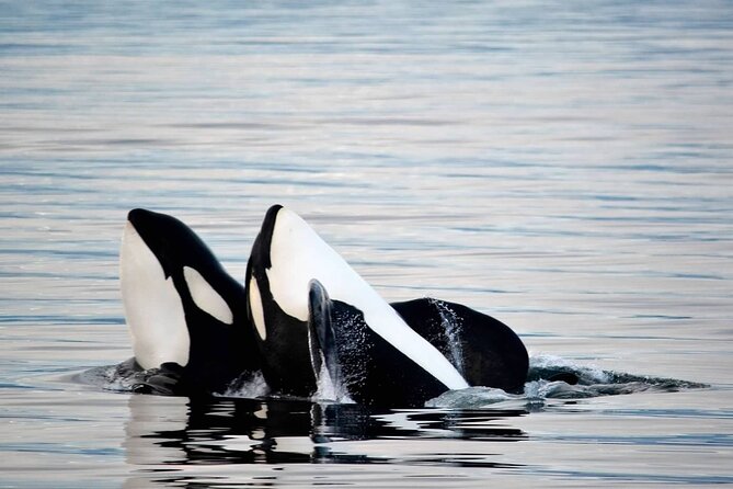 Icy Strait Whale & Wildlife Endeavor - Icy Strait is the real attraction