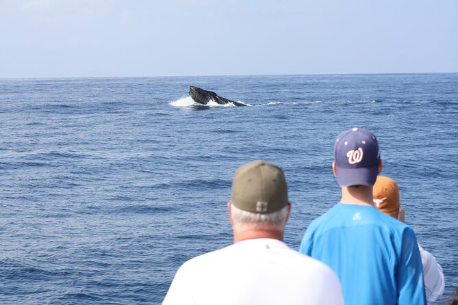 'Imiloa Express Whale Watch and Cocktail Tour - A two-hour search for Kauai’s winter whales