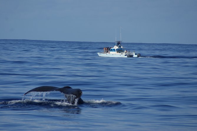'Imiloa Express Whale Watch and Cocktail Tour - What the catamaran ride feels like