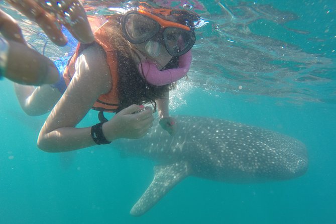 Intimate Eco-Friendly Whale Shark Encounter - Premium Service - Key points to know before you book
