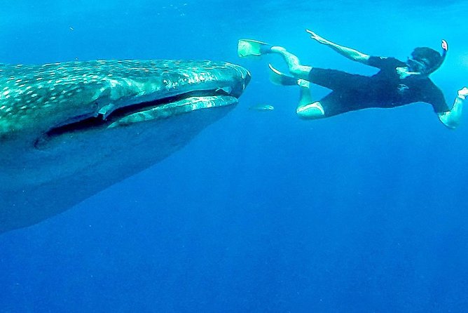 Intimate Eco-Friendly Whale Shark Encounter - Premium Service - Why the seven-person limit matters in La Paz