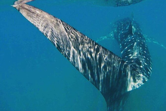 Intimate Eco-Friendly Whale Shark Encounter - Premium Service - Swimming beside a whale shark