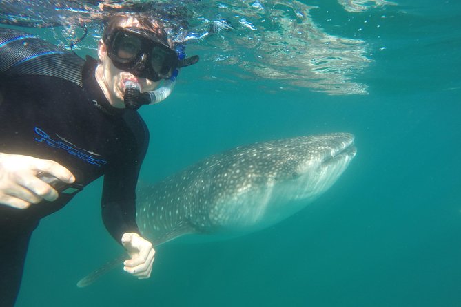 Intimate Eco-Friendly Whale Shark Encounter - Premium Service - Photos, video, and the eco-friendly extras