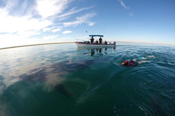Intimate Eco-Friendly Whale Shark Encounter - Premium Service - How hard is the outing?