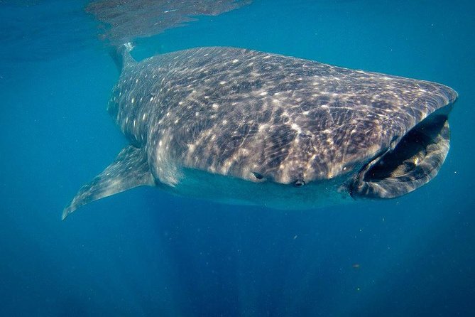 Intimate Eco-Friendly Whale Shark Encounter - Premium Service - What the $268.24 price buys you