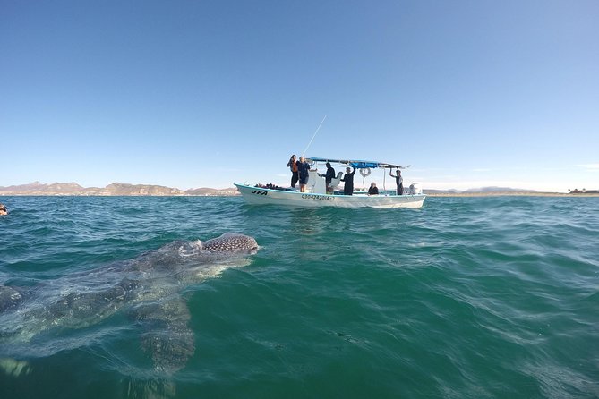 Intimate Eco-Friendly Whale Shark Encounter - Premium Service - Timing, weather, and the booking decision