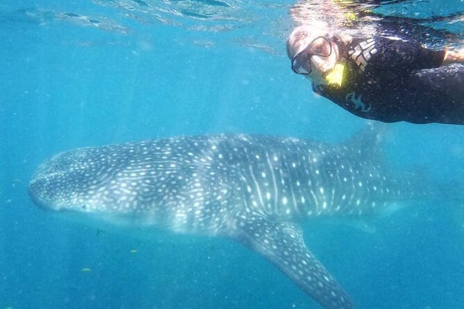 Intimate Eco-Friendly Whale Shark Encounter - Premium Service - The ride into the whale shark zone