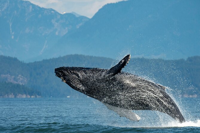 Intimate West Coast Whale Watching - Partly-Sheltered - What the Vancouver whale search is really like