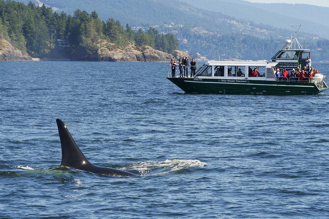 Intimate West Coast Whale Watching - Partly-Sheltered - Reading whale behavior with Julia, Nicole, and Britt
