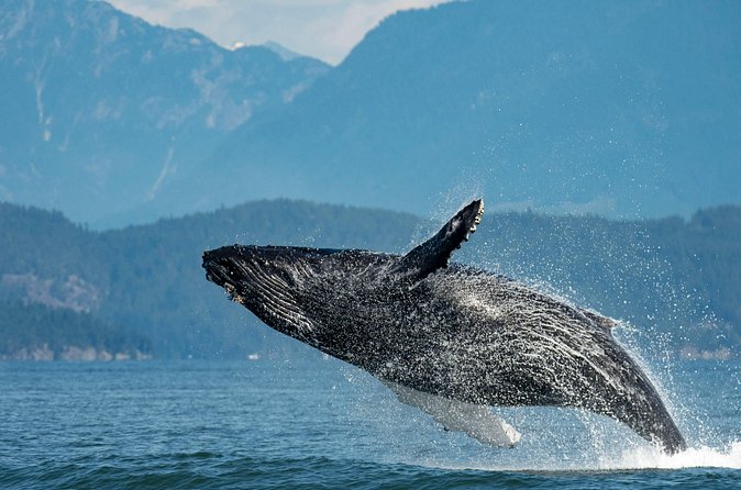 Intimate West Coast Whale Watching - Partly-Sheltered - Should you book Wild Whales Vancouver?