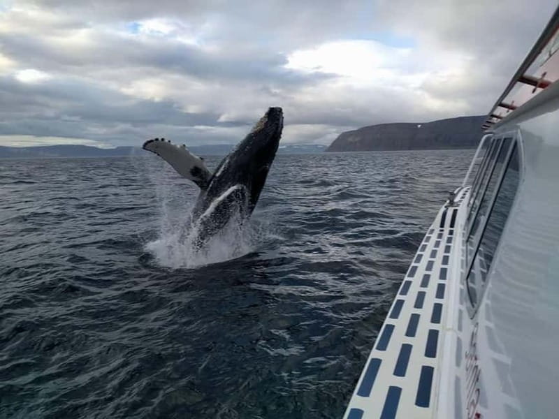 Ísafjörður: Westfjords Whale Watching Boat Tour - What the whale watching is really like