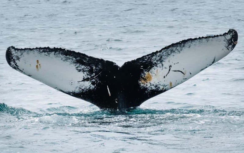 Ísafjörður: Westfjords Whale Watching Boat Tour - Three hours in the Westfjords