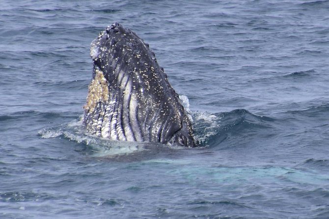Jervis Bay Whale Watching Tour - Key points to know before booking