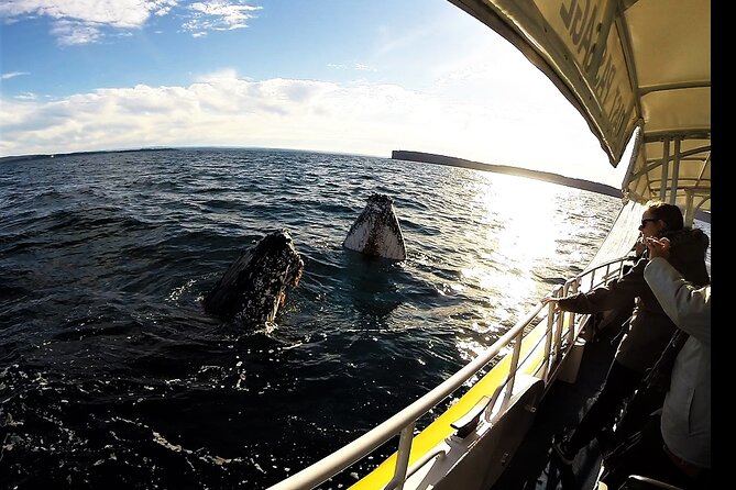 Jervis Bay Whale Watching Tour - Setting out from Huskisson for a wild encounter