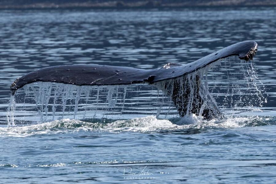 Juneau: 3.5-Hour Small Group Whale Watching Tour - Why the small boat changes the Juneau whale-watching experience