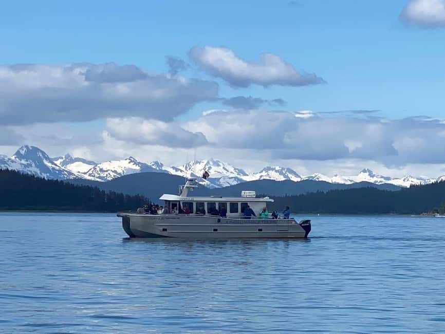 Juneau: 3.5-Hour Small Group Whale Watching Tour - Auke Bay and the long wildlife search