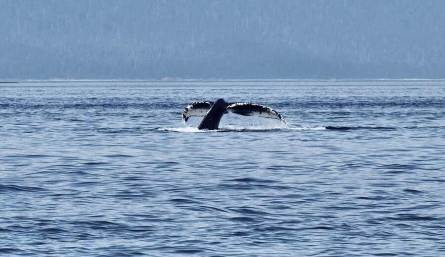 Juneau: 3.5-Hour Small Group Whale Watching Tour - Humpbacks, orcas, and the wider Juneau wildlife list