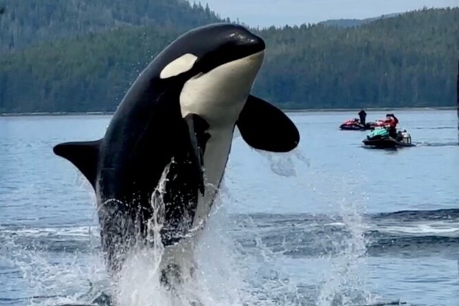 Juneau Jetski & Whale Adventure - Why the Dry Suit Changes the Experience