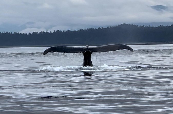 Juneau Jetski & Whale Adventure - The Real Value of a $550 Price