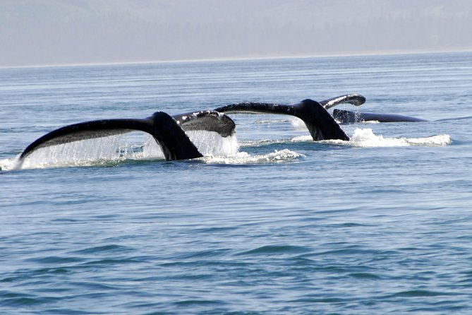 Juneau Lighthouse Tours - Whale watching & Lighthouse Combo - Key points to know before booking