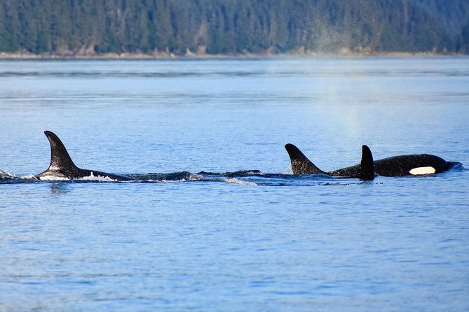 Juneau Lighthouse Tours - Whale watching & Lighthouse Combo - The boat, snacks, and viewing setup