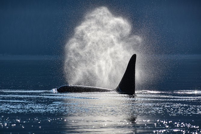 Juneau Lighthouse Tours - Whale watching & Lighthouse Combo - Lynn Canal views and the Mendenhall Glacier stop