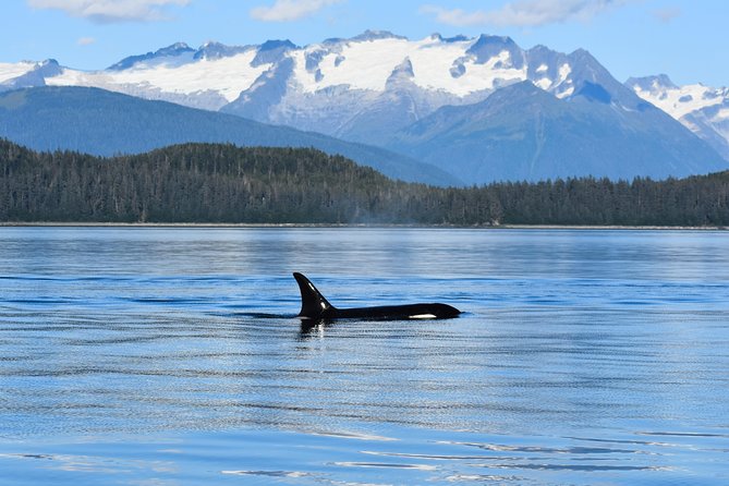 Juneau Lighthouse Tours - Whale watching & Lighthouse Combo - Booking details and who should choose it