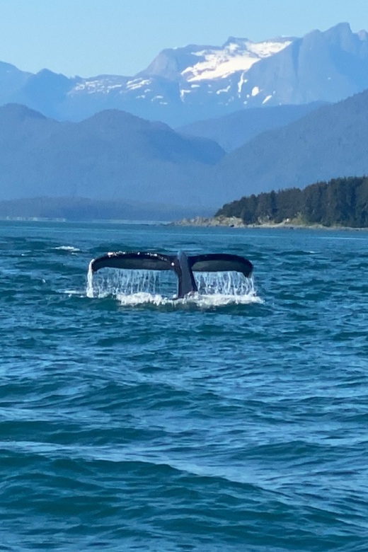 Juneau: Mendenhall Glacier and Whale Watching Tour - Key points at a glance