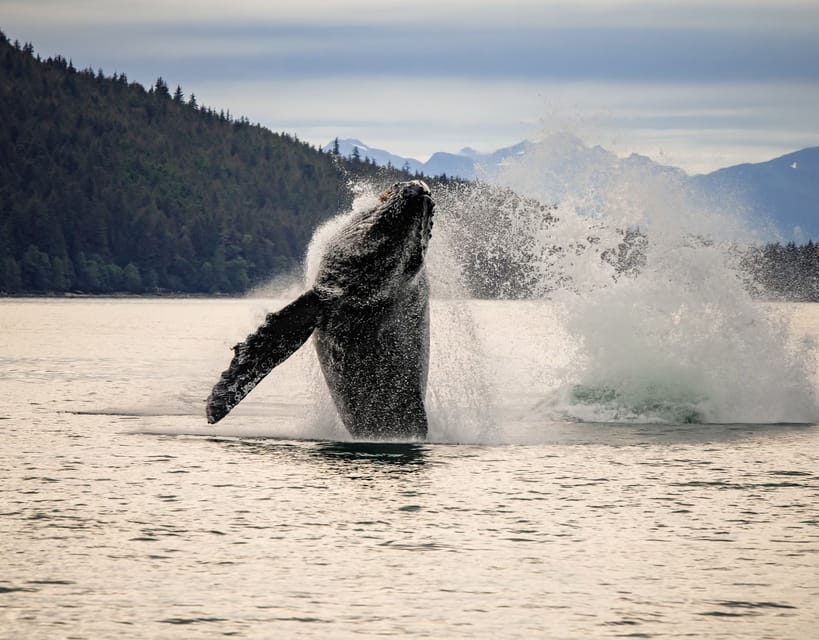 Juneau: Mendenhall Glacier Waterfall & Whale Watching Tour - Key points to know before booking
