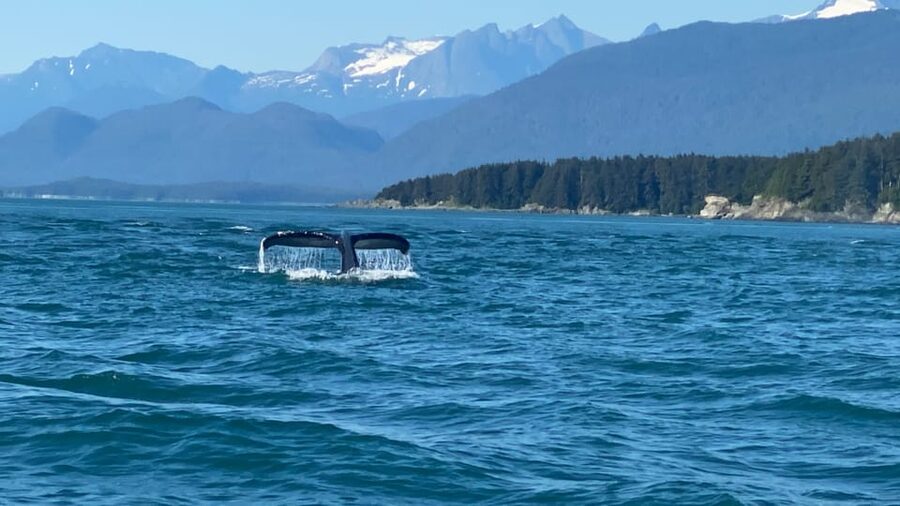 Juneau: Mendenhall Glacier Waterfall & Whale Watching Tour - Why this combination works so well in Juneau