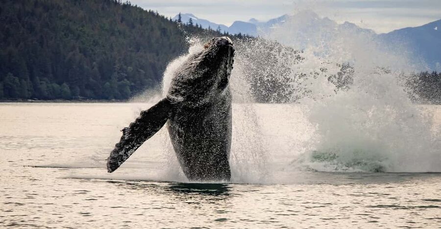 Juneau: Mendenhall Glacier Waterfall & Whale Watching Tour - Mendenhall Glacier and the walk to Nugget Falls