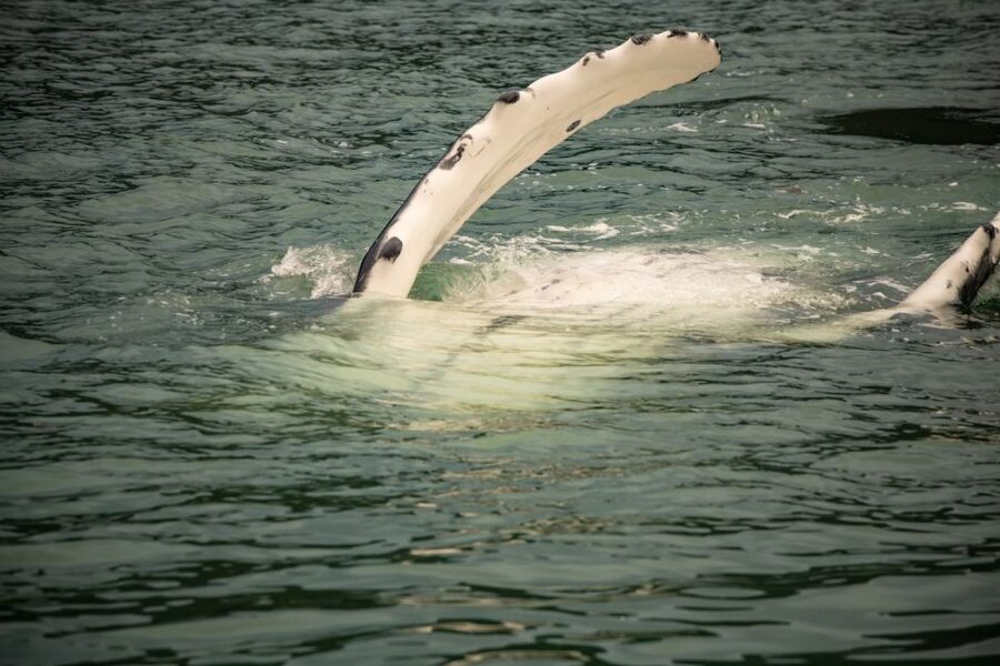 Juneau: Mendenhall Glacier Waterfall & Whale Watching Tour - Should you book the Mendenhall Glacier and whale tour?