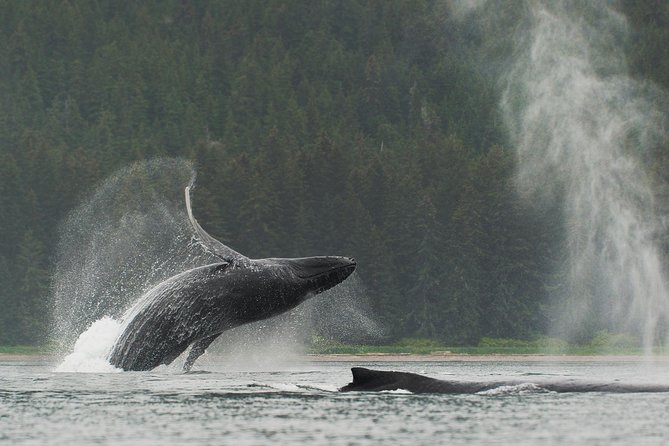 Juneau Shore Excursion: Paddle with Whales Kayak Adventure - Key points to know before you book
