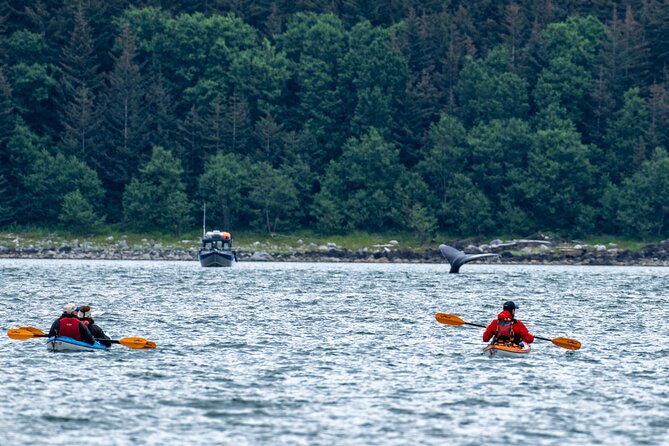 Juneau Shore Excursion: Paddle with Whales Kayak Adventure - From Juneau’s docks to Auke Bay