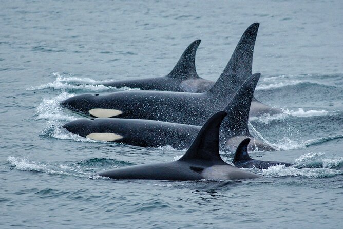 Juneau Whale Watch Adventure - Key points to know before booking