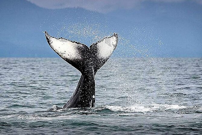 Juneau Whale Watch Adventure - The drive to Auke Bay includes a distant glacier view