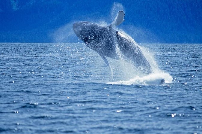 Juneau Whale Watch Adventure - Two hours of searching for whales and other wildlife